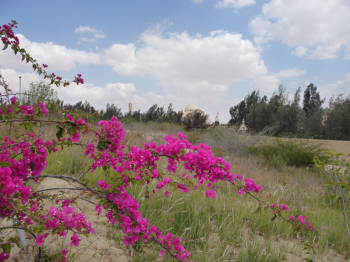 Wadi El Natrun